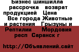 Бизнес шиншилла, рассрочка - возврат продукцией › Цена ­ 4 500 - Все города Животные и растения » Грызуны и Рептилии   . Мордовия респ.,Саранск г.